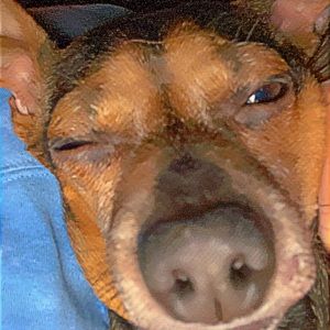 Meet your Posher, Abree